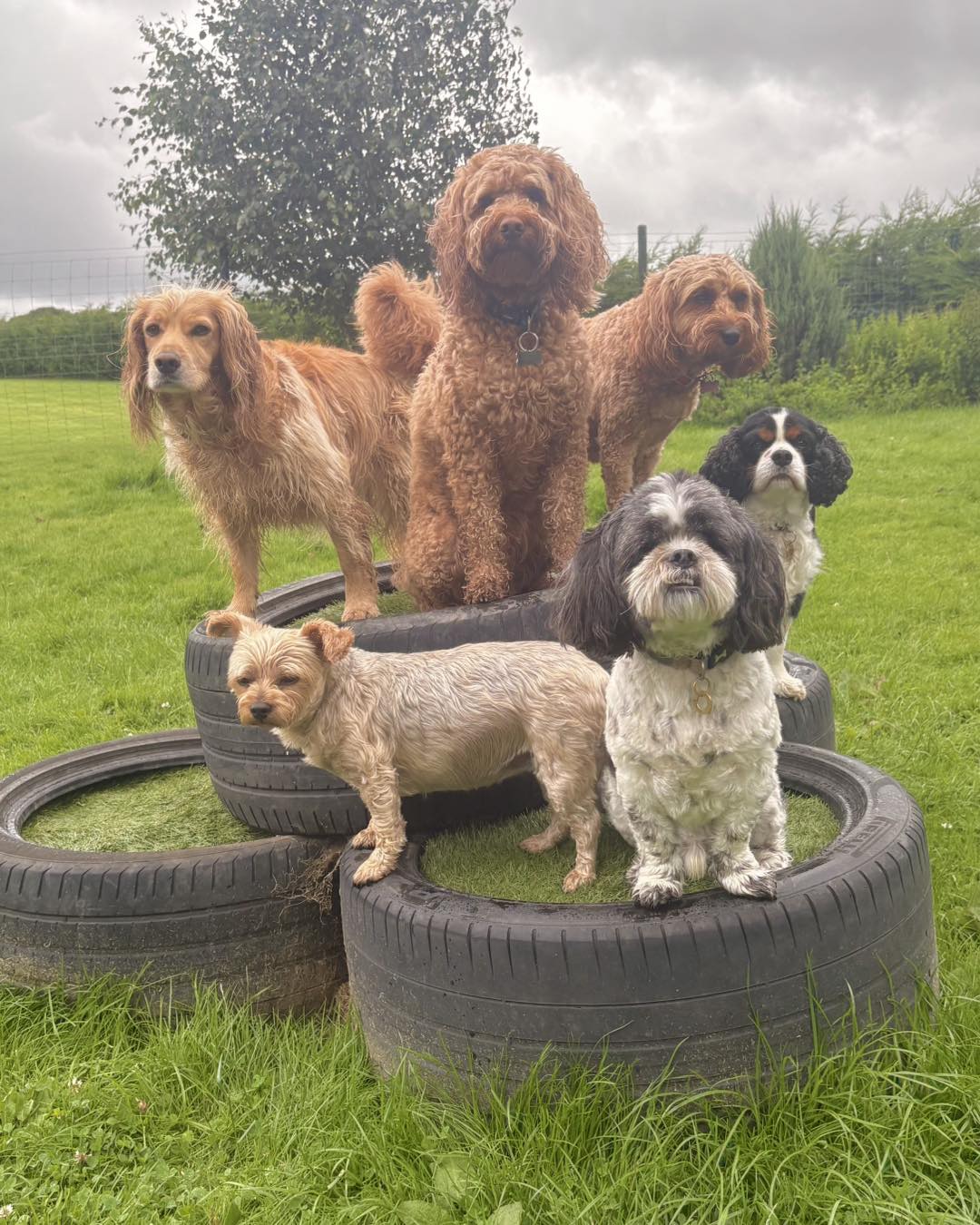 Dogs at Openhearth Unleashed day care in Eaglesham