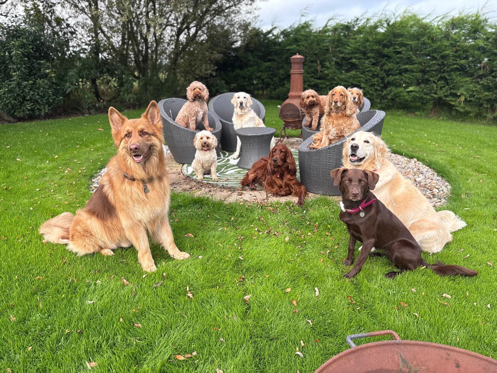 Dogs at Openhearth Unleashed day care in Eaglesham