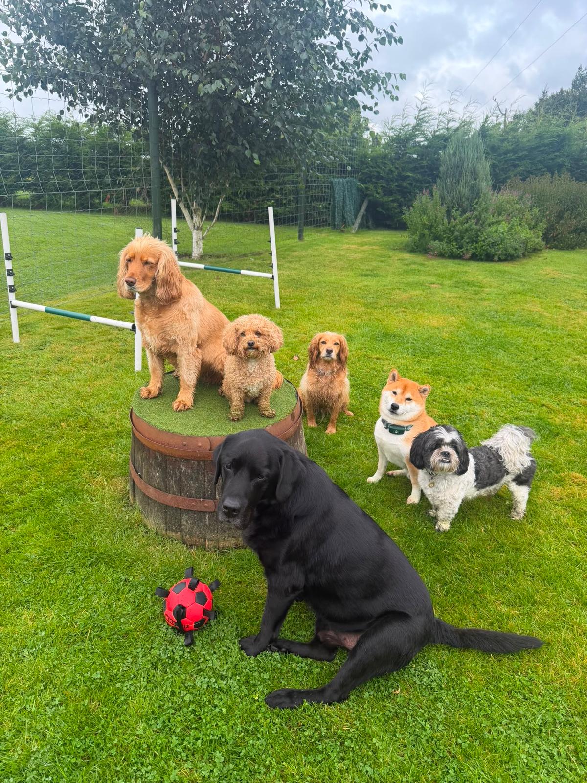 Dogs at Openhearth Unleashed day care in Eaglesham