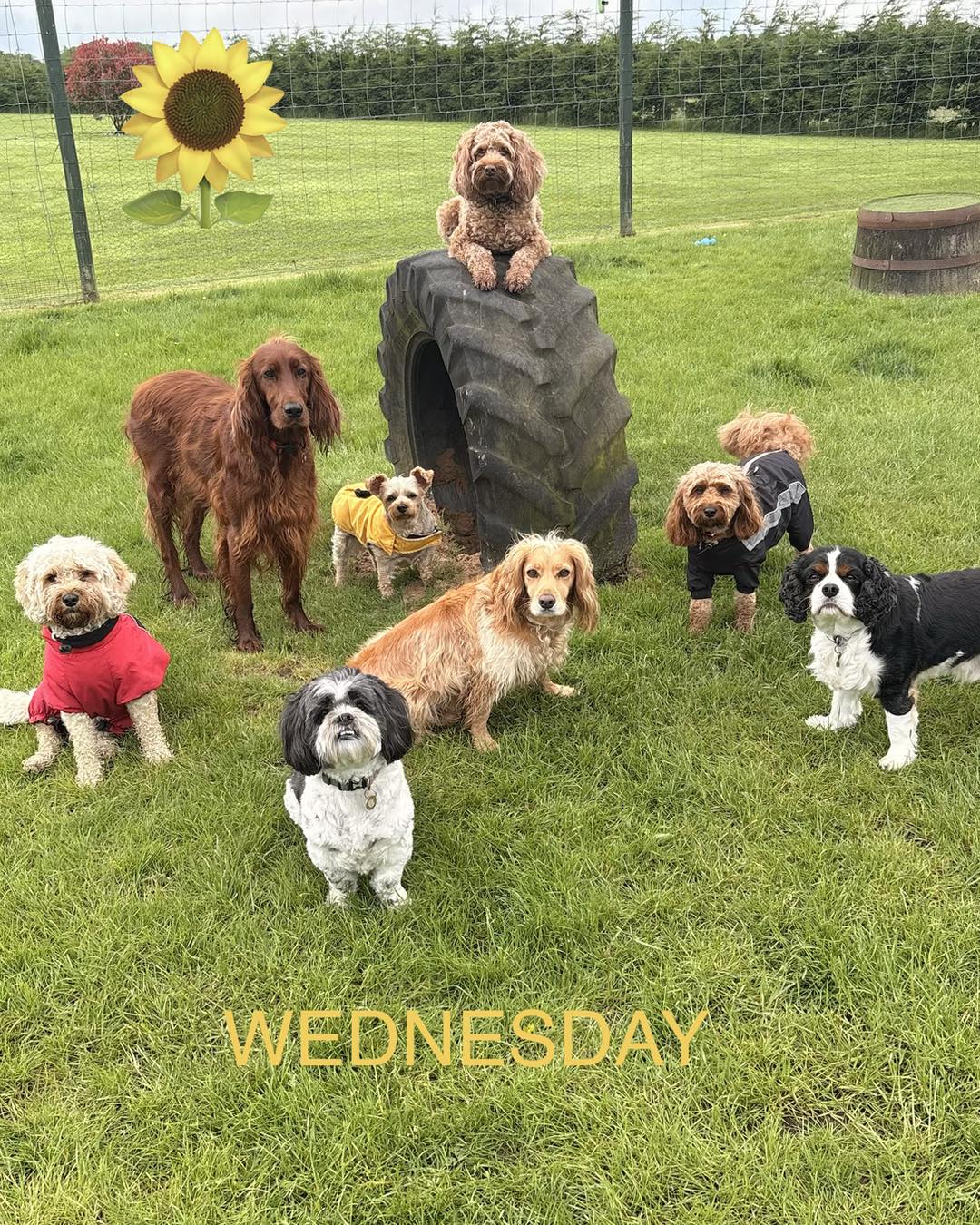Dogs at Openhearth Unleashed day care in Eaglesham