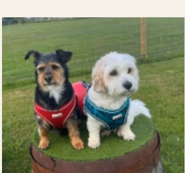 Two dogs at Openhearth Unleashed