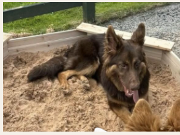 A dog playing in the sandpit at Openhearth Unleashed