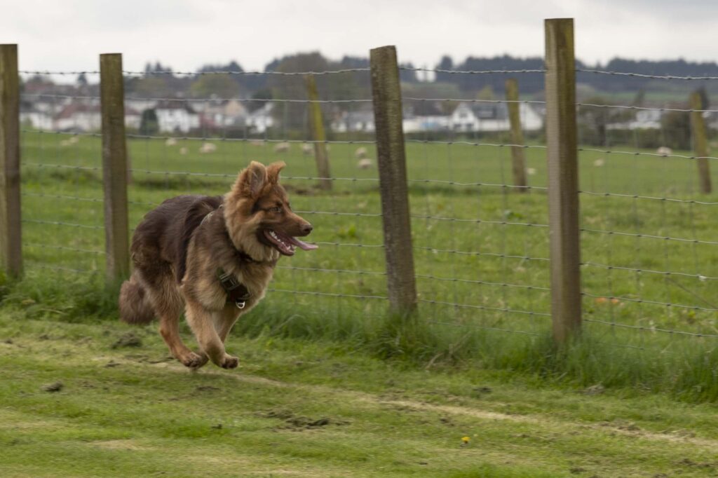 Grounds for your dog to exercise