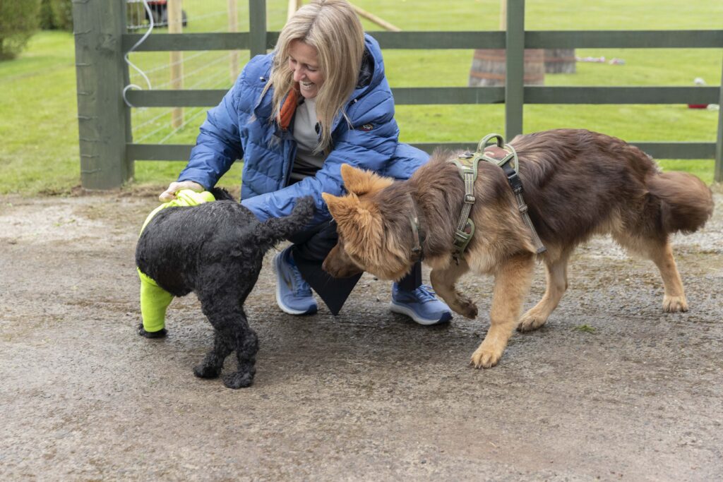 Social interaction with other dogs that is supervised