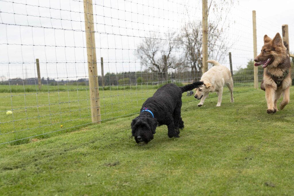 Dogs playing at our dog field