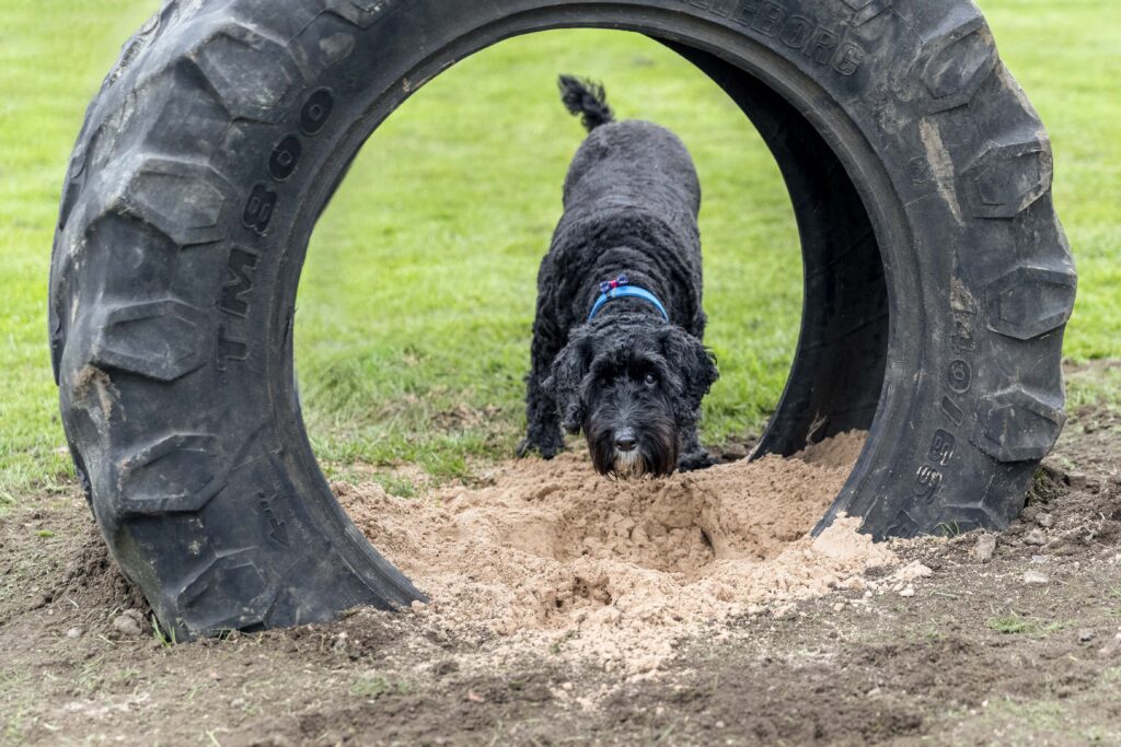 Dogs playing with toys in our dog field