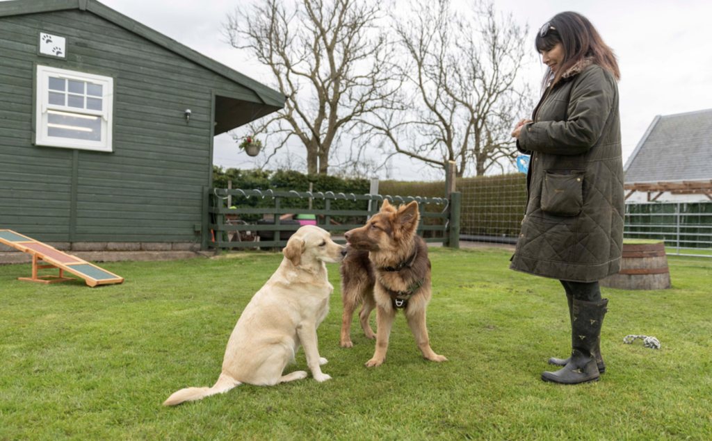 Susan and dogs playing in the day care field